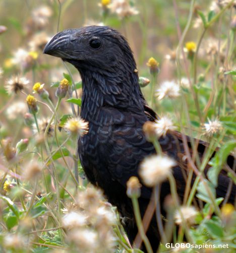 Postcard Groove-billed Ani