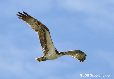 Postcard Osprey
