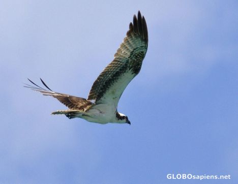 Postcard Nice Osprey