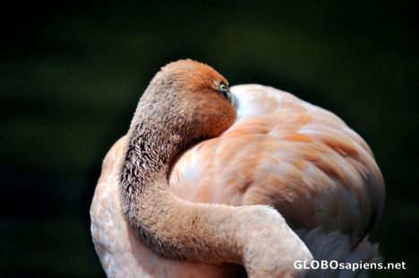 Postcard Sleeping Beauty