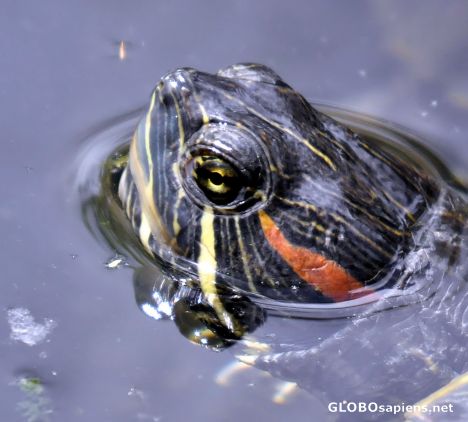 Postcard Turtle