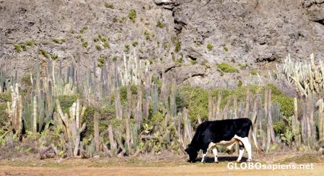Postcard A Cow between the Cactus
