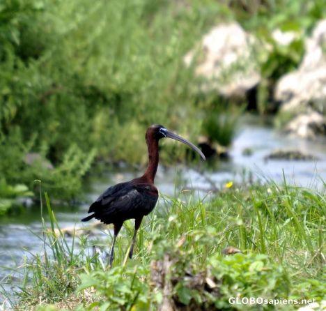 Postcard Glossy Ibis