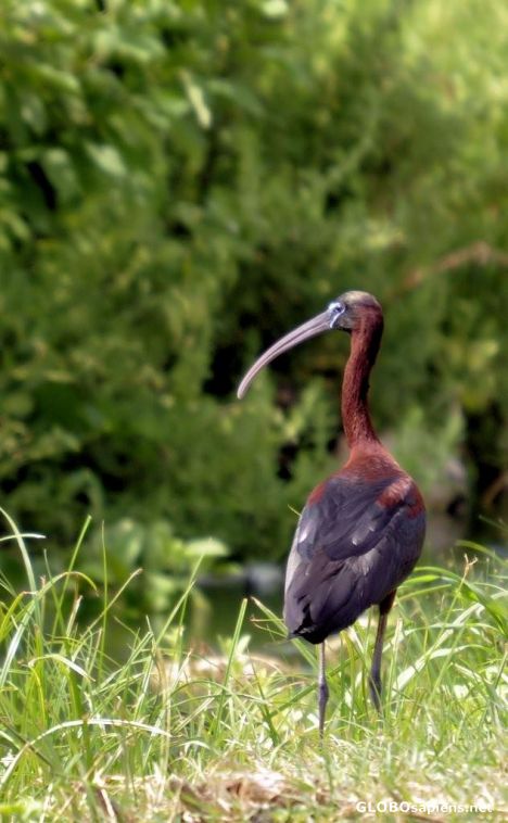 Postcard Ibis