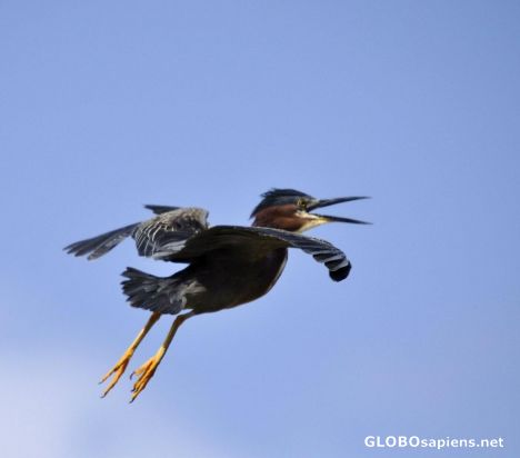 Postcard Screaming Heron