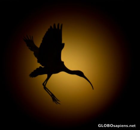 Silhouette