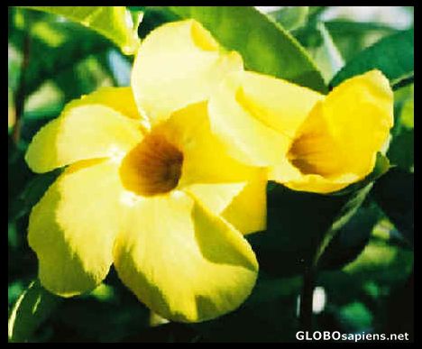 Postcard Flora on Bonaire