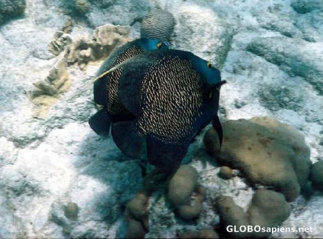 Postcard French Angelfish