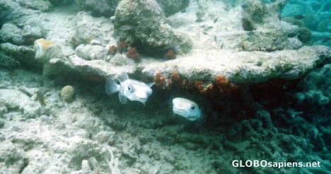 Postcard Porcupine Fish
