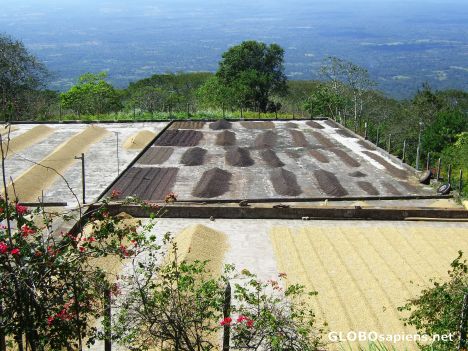 Postcard Los Flores coffee plantation