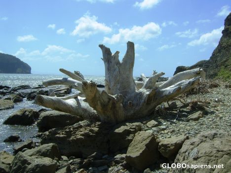 Postcard Dead sea wood