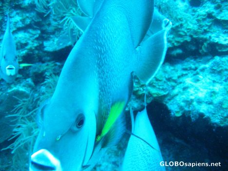 Postcard Very Friendly Angel Fish