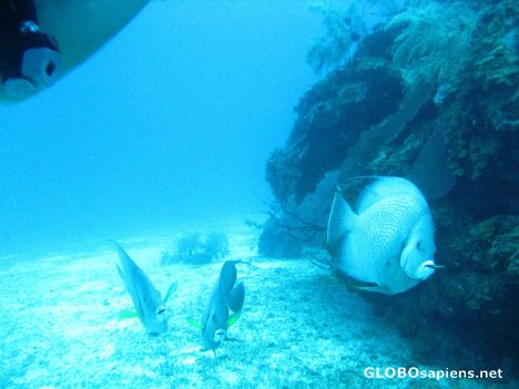 Postcard Angel Fish coming to greet me