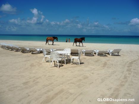 Postcard Horses on Picnic Beach