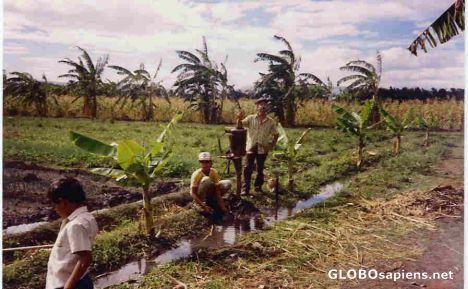 Postcard coffee growers