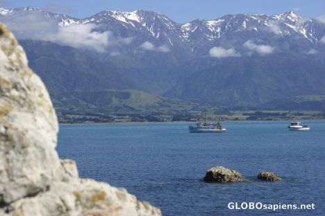 Postcard The Seaward Kaikouras from Kaikoura Peninsula