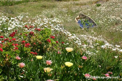 Postcard Coastal Wildflowers