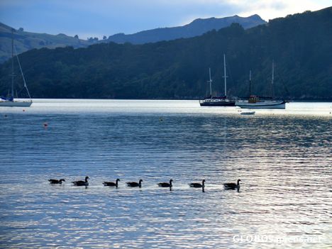 Postcard Akaroa - Ducks go home