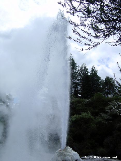Postcard Waiotapu - Lady Knox Geyser