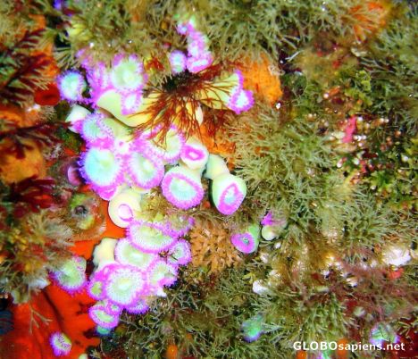 Postcard pink jewel anemone