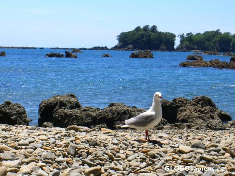 Postcard nosy seagull