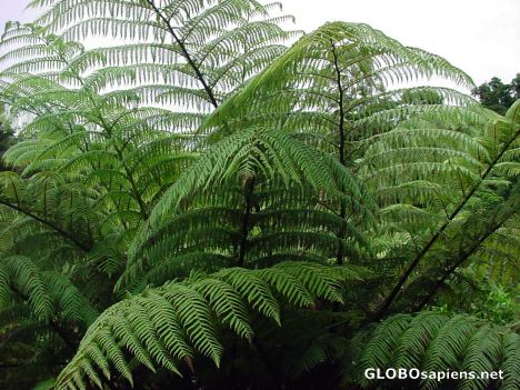 Postcard giant fern