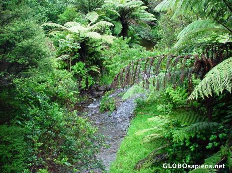 Postcard whanarua bay stream