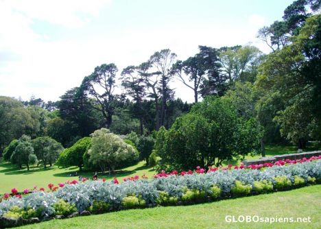 Postcard clean, green - and flowering - new zealand