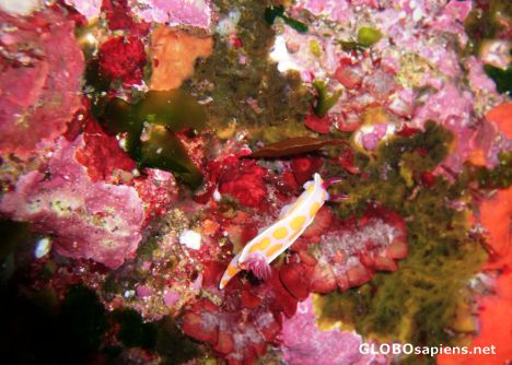 Postcard nudibranch - poor knights
