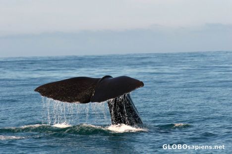 Whale-tail of a sperm whale