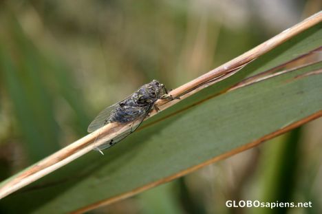 Postcard Cicada - preparing for the next noise pollution?