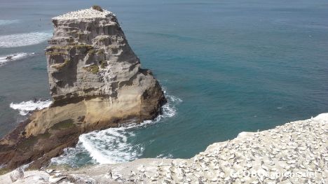 Postcard Muriwai gannet colony