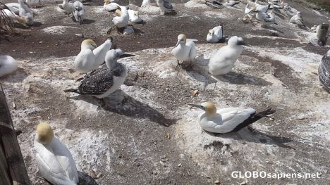 Postcard Gannets from Muriwai