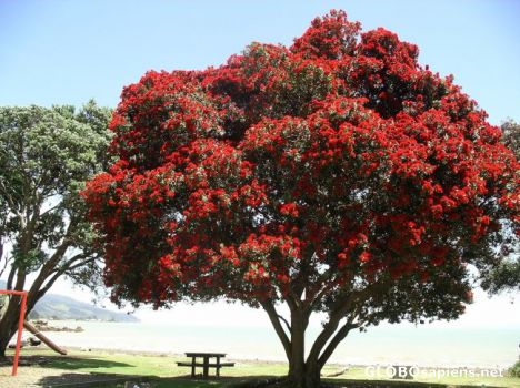 Postcard christmastree