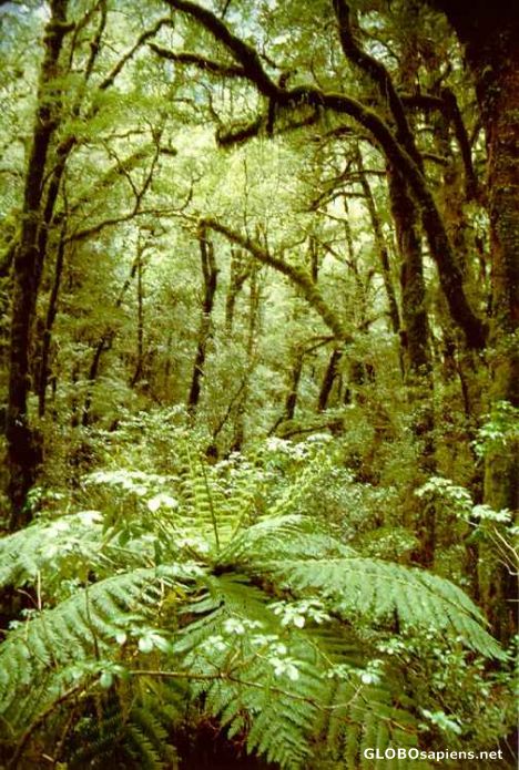 Postcard The rainforest of the west coast of South Island