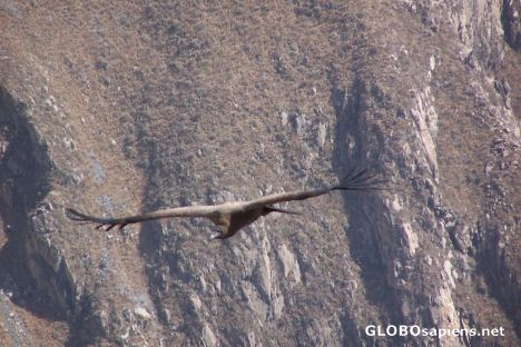 Postcard la cruz del condor