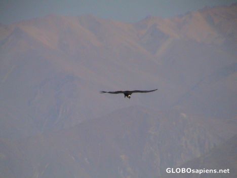 Postcard El condor Pasa