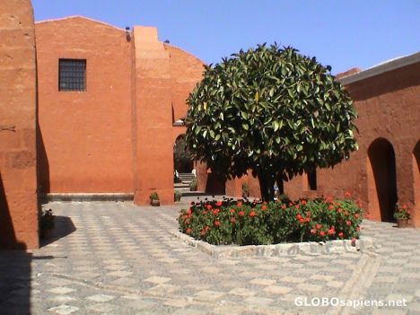 Postcard Orange tree Cloister