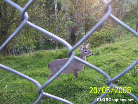 Postcard VENADO