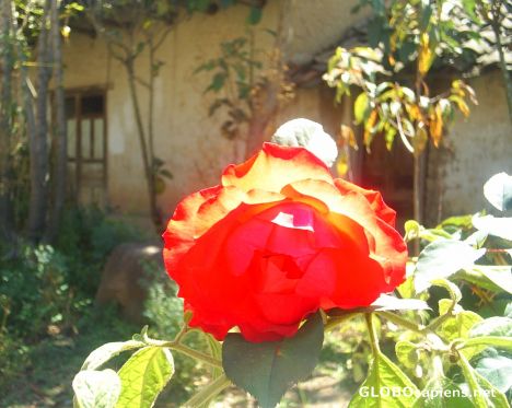 Postcard Rose