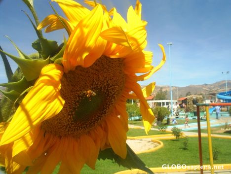 Postcard little bee!!!
