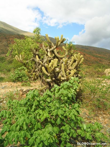 Postcard cactus