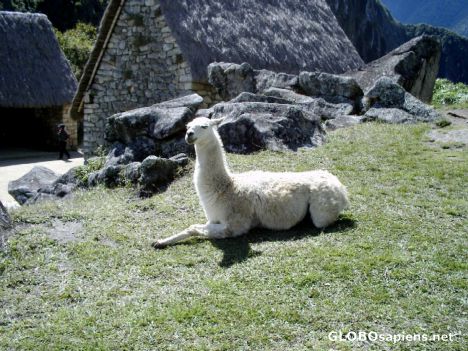 Postcard Majestic Llama