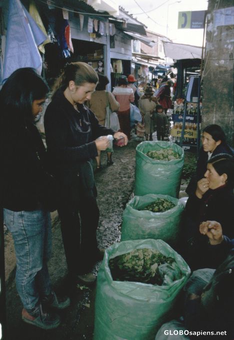 Postcard Bargaining Coca Leafs