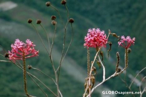 Postcard Huina Huana Orchid