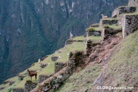 Postcard Llama Lawn Mowers