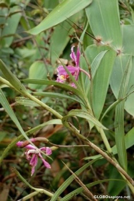 Postcard Inka Trail - Wild Orchids