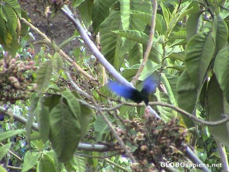 Postcard Blue wings