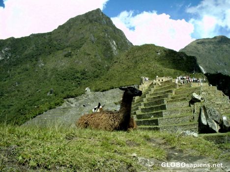 Postcard The Llama