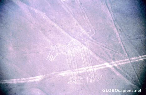 Postcard Lineas de Nazca - El Perro - the dog
